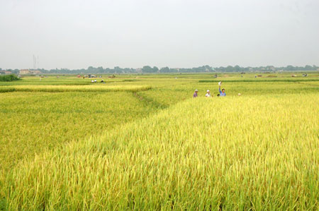 Gao dac san thai duong | Gao thai duong | www.gaothaiduong.com