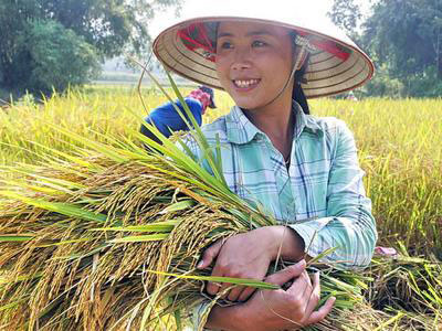 Gao dac san thai duong | Gao thai duong | www.gaothaiduong.com